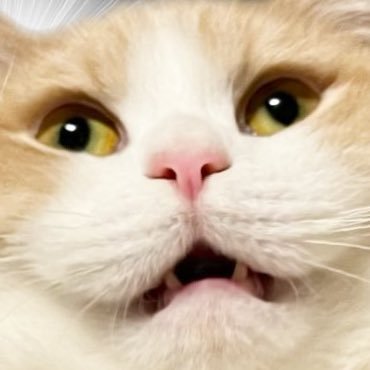 MeidoMannnn's profile picture. 