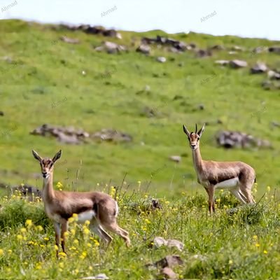 AlQusayri33's profile picture. 