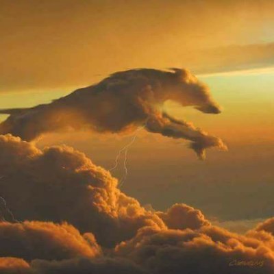 Dogzen365's profile picture. 