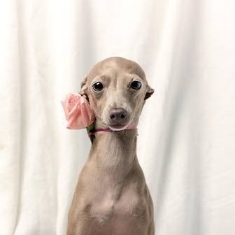 #edtwt ౨ৎ ;; greyhound ౨ৎ ;; cw 33kg gw 20kg 🦴🐩🎀