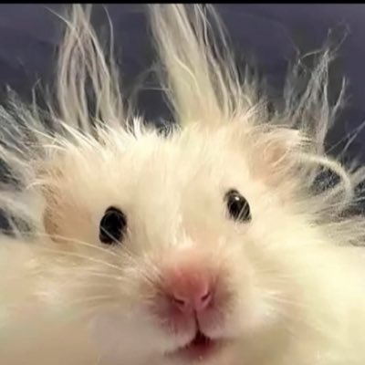 francis92942444's profile picture. chile chile