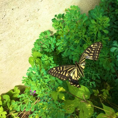 yaginuma_fan's profile picture. 知識を得て心を開き自転車に乗れ。