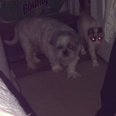 pandeemahogany's profile picture. Pandee ❤️ Mahogany ❤️ Graysy ❤️ Woodsy ❤️ Feathers ❤️ Rocco ❤️ ChaCha 🙏🏼❤️