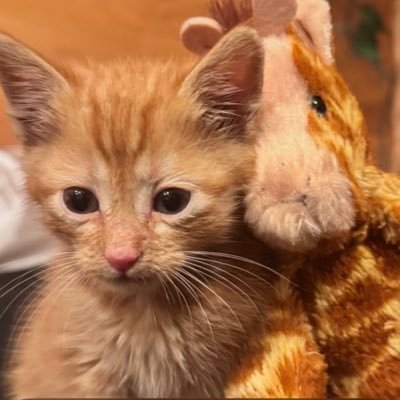 pkm12321's profile picture. 