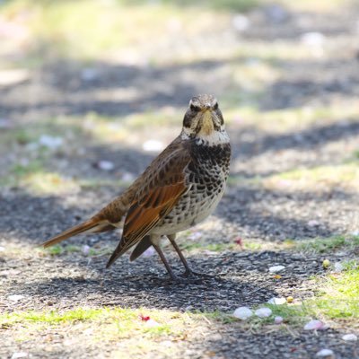 tsugumi923's profile picture. MAZZEL箱推し🦅🐿️BE:FIRST箱推し🧢HANA束推し🌹KANON推し♨️ BMSG TRAINEE も応援中📣x勉強中🔰無言フォロー＆いいね失礼します🙇‍♀️