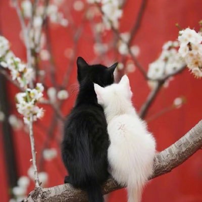 fuyu39402's profile picture. 