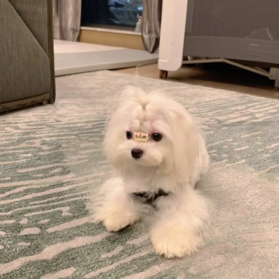 Zahcsherson's profile picture. 小さな命が大好き🐶✨
毎日マルチーズとビションフリーゼと一緒に過ごしながら、旅行✈️や日本のアニメ📺を楽しんでいます。
台湾のカフェ☕のオーナーで、日本文化🇯🇵が大好きな私の日常です💖