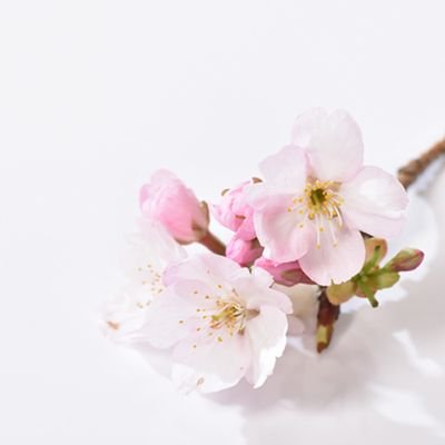 YHaruto09171700's profile picture. UoA32 C1
学祭 / GDGoC Aizu / #GoogleAI学生アンバサダー at UoA リードアンバサダー #TeamGemini 
Making AI Helpful for Everyone.