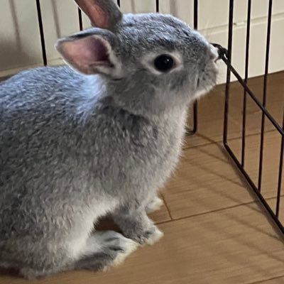 kotetsukun24's profile picture. 2024年クリスマスイブ生まれのコテツ君 🐰ミニうさぎ