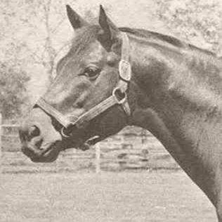 CryptoTomFool's profile picture. Tom Fool was an American Thoroughbred racehorse, a winner of the American Horse of the Year award and a Hall of Fame inductee.
