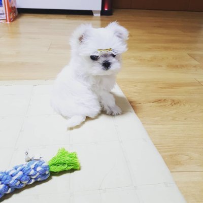 tooni10hong's profile picture. 투니버스 10기 성우 홍승효입니다!
그냥 한번 만들어봤어용