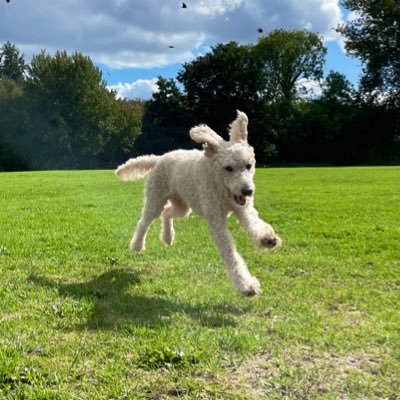 happy, living in Devon with a labradoodle