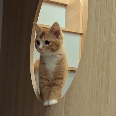 qt_merlynn's profile picture. Learning to have a career in pentesting/red teaming. Blue belt https://t.co/s7oskAQB4W | HTB CPTS | CRTO | HTB CWEE | CRTL | CETP 🇻🇳