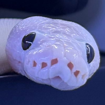 futaba_snake's profile picture. ブラッドパイソン推し🧑🏻‍🦲