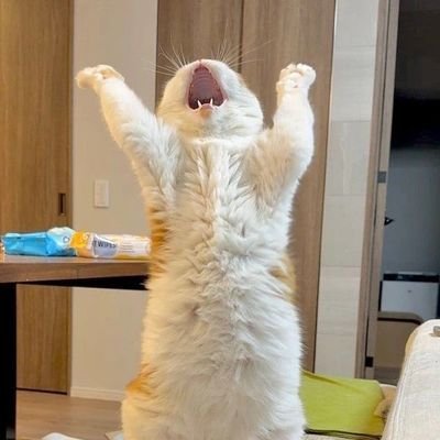 veylarr's profile picture. ,