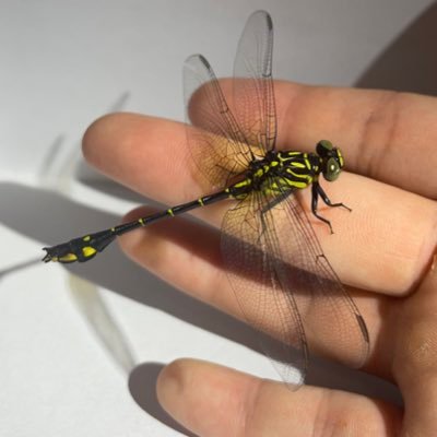 cicada1334581's profile picture. フィールドワーク/小さい頃から昆虫が大好きです/生き物をiPhoneで撮ってます📸☺️✨/鳥も動物も好きです！
