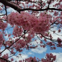 wanamist (@zbjglbu0ux63592) 's Twitter Profile Photo