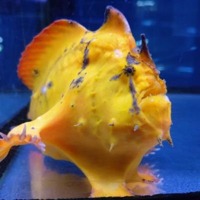 niko0007's profile picture. 