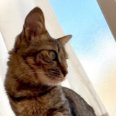 nekokan_0115d's profile picture. ねこかんの日常他ごちゃまぜ垢。フォローの方は、まずリトリンご参照下さい。（https://t.co/pjrmXEIXkx）アイコンは規約改定の件でお借りしていた子をお返ししました。腐知らなさそうな人全部B対応。https://t.co/3Ji9ZKWO6Z