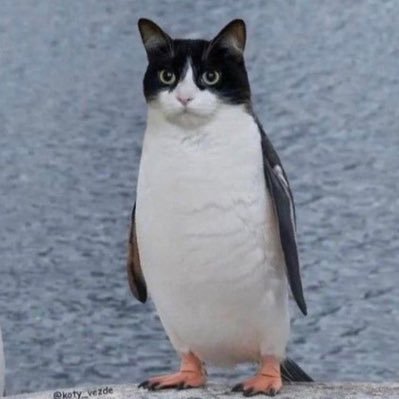 privetnim's profile picture. 