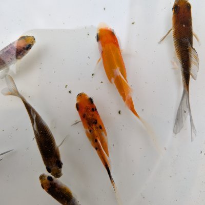 こんにちは 中瀨古瑛斗です。
澪雅雫苑(れいがしずくえん)という名で金魚作ってます
金魚好きの中学生
野浪さんの弟子です
奈良学園中学校48期生
科学部生物班 &矢田の丘里山探究クラブ&柔道部(?)
NAIST STELLA PROGRAM 3期生
日本オランダ獅子頭愛好会
白黒の金魚が好物
よろしくお願いします🙇
