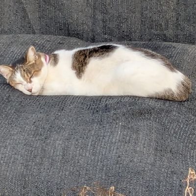 9Dpng0's profile picture. こんにちは！ここでは、自分がその時々にハマったキャラをまったりと描いていくアカウントです！