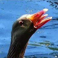 MartGoosey's profile picture. 