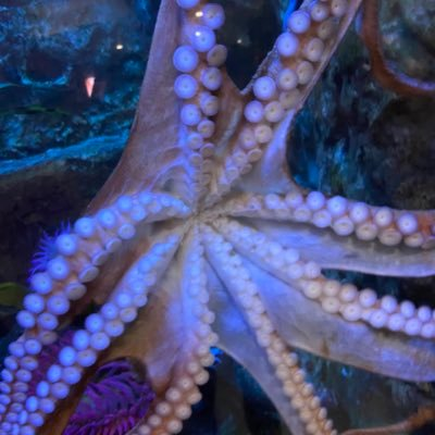 ketarigoes74108's profile picture. 🇺🇸💕