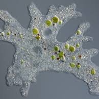 ambigousP2's profile picture. 