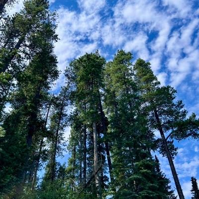 bilgehancamli's profile picture. 