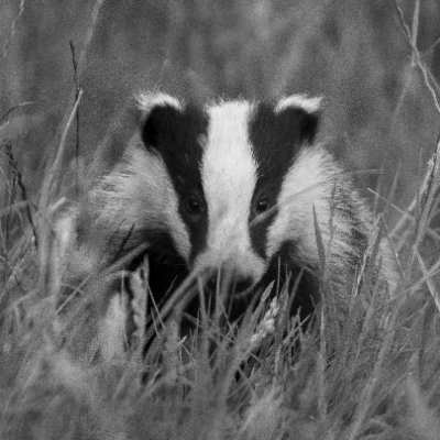 Dedicated to the protection and conservation of Badgers, Bats & Hedgehogs in Staffordshire, I strive to ensure a safe haven for the wildlife.