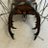 craneocellaris's profile image