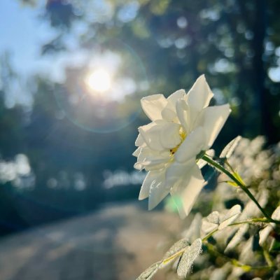 mmqts82583512's profile picture. ゲームと映画の記録アカ