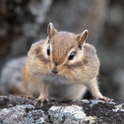 chima_120331's profile picture. リスやハムスターみたいな小動物が好き。
いつも無言フォローで申し訳ないです。
NEX2Y SOGEON🐾🦋🍪