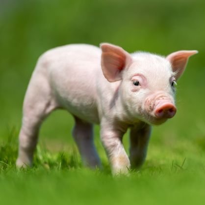 sayhi_pink's profile picture. I like girls🧡💜 #GL🌷🧚‍♀️🤍#FreenBecky #CraniumGL #4elements