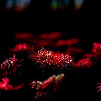 changqingsere's profile picture. 