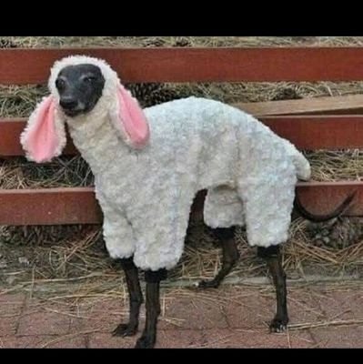 wwhittewolf's profile picture. Danger!