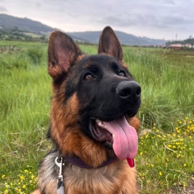 VictorIndexado's profile picture. Inversor novel, todo lo que comparto es para aprender yo primero. Sin substack, cursos ni referidos. @UOCuniversitat Aprendiendo.