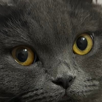 developergizem's profile picture. 