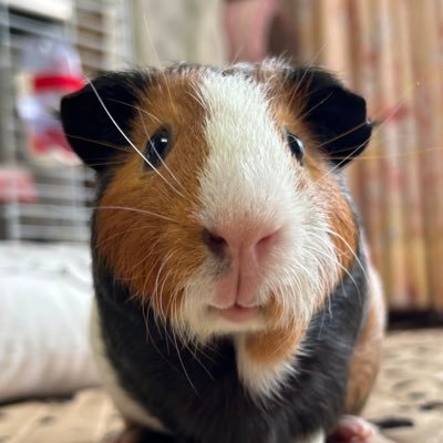 イングリッシュモルモット福くん2023.2.25✨キンクマハムスターきなこちゃん🌈2022.7.31✨レオパードゲッコーサブロー 2022.2.28 ✨を育てています🐹🦎💕ワンちゃん🐶ネコちゃん🐱大好き✨