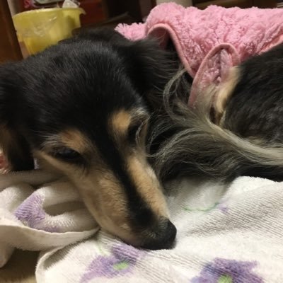 sweetdogsphotos's profile picture. 