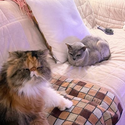 terpsichore_los's profile picture. Pro Animal&Human Rights,Ukraine,First Nations;Humanities,Environment, Sports,Travel,Science;Anti dictatorships+Marx+Islamists+Netanyahu+ MAGA+Putin+ Orban+Xi