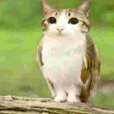 meowl daily 🥹🥹🥹🥹🥹🥹🥹🥹🥹🥹🥹🥹🥹🥹🥹🥹🥹🥹🥹🥹🥹🥹🥹🥹🥹🥹🥹🥹🥹🥹🥹🥹🥹🥹🥹🥹🥹🥹🥹🥹🥹🥹🥹🥹🥹🥹🥹🥹🥹🥹🥹🥹🥹🥹🥹🥹 account operated by @fuegothefurry