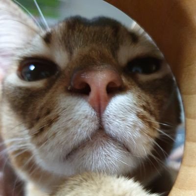 디폴트상태:도파민중독さんのプロフィール画像