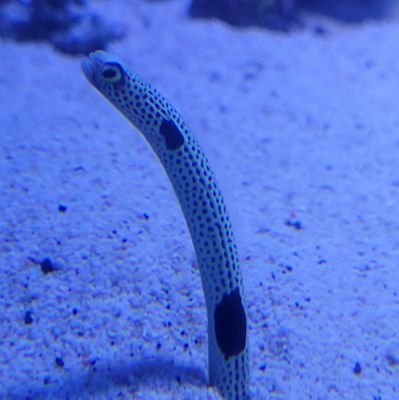 kakinotaneniki's profile picture. 