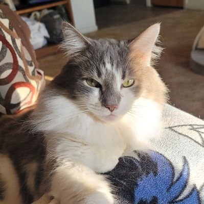 💜36|She/Her
🐱Cat Mom
🧜♀️Cosplayer
💜Multifandom: MDZS, TGCF, TWST, Nu:Carnival, etc.
🔞 MINORS DNI