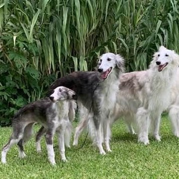 OKLORENTZOK's profile picture. ANY PRONOUN OK