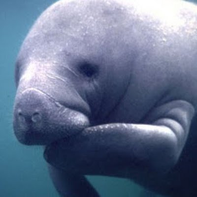 tarleneh73's profile picture. 