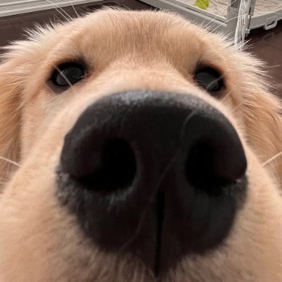 LoremIpsoom's profile picture. 