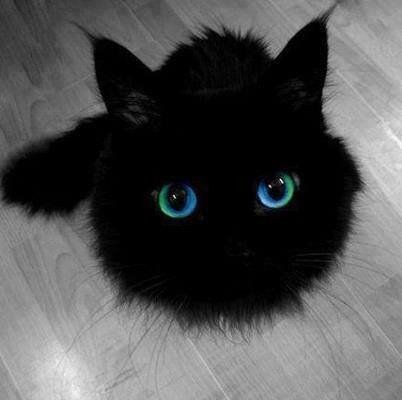 dolcecat47's profile picture.